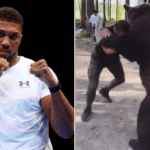 Anthony Joshua And the bear Fighter