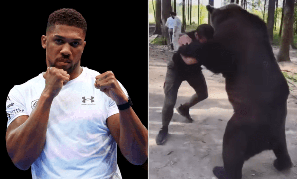 Anthony Joshua And the bear Fighter