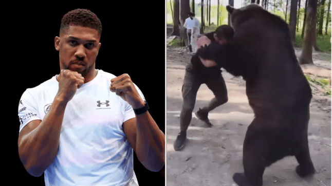 Anthony Joshua And the bear Fighter